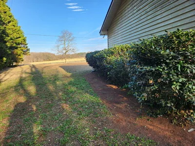 Mulched landscape bed with evergreen shrubs along house foundation and clean edging